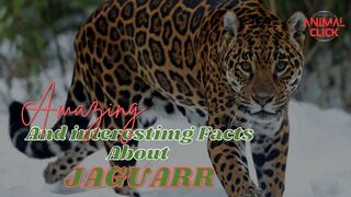 Amazing And Interesting Facts About JAGUAR