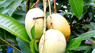 Fruits in the garden