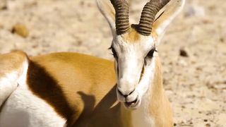 Wild Life | Amazing Animal on Earth | Beautiful Amazing Nature