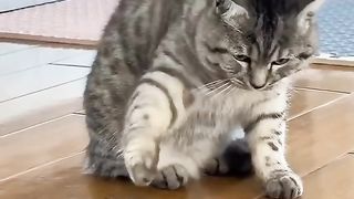 Frog and Cats