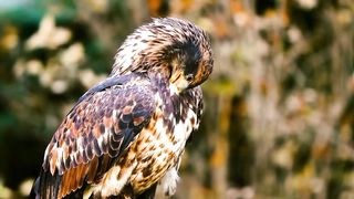 World of Birds | Natural Wolrd | Calming View | Beautiful Birds Collection