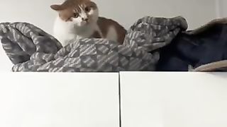 TOP CATS COMPILATION (Most Popular)