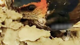 Swallow bird builds itself an amazing nest!