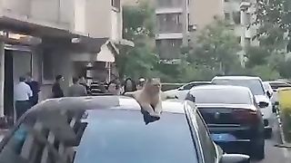 funny video 256