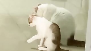 funny video 257