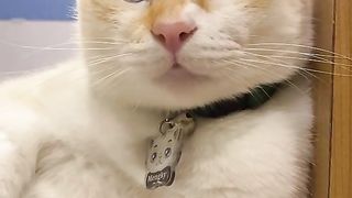 kucing cantik
