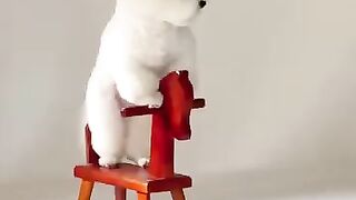 funny video 260