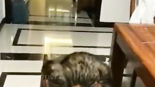 funny video 261