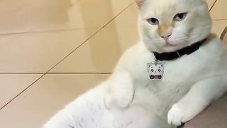 kucing 2