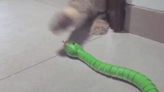 FUNNY CAT 5