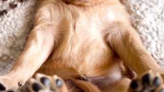 Meilleures vidéos d'animaux drôles de 2023 ???? - Vidéos de chats et de chiens les plus drôles ???????? 16