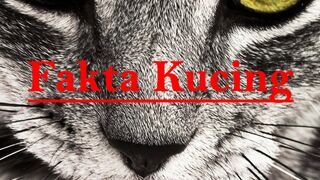 Fakta Tentang Kucing. #faktahewan #faktamenarik #faktaunik #hewan #kucing #kucingimut #hewanlucu