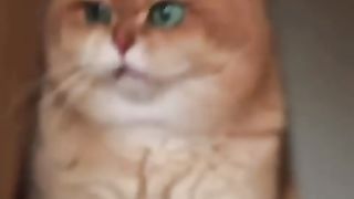 Funny_Animals_Shorts_2023