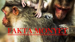 Fakta Tentang Monyet.