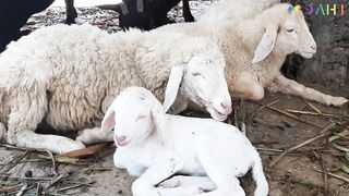 Goats Cute | Sheep Eating Cute Videos
