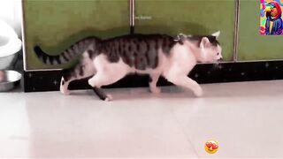 Baby Cats - Cute and Funny Baby Cat Videos Compilation | Being Pets