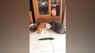 New Funny Dogs And Cats Videos ???? - Funniest Animals Videos 2023????