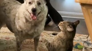 Cute Animal Moments #1