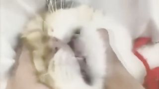 Funny Cats 54