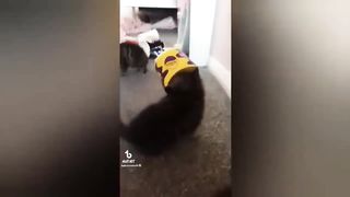 funny animals 51