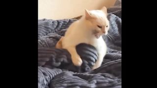 Funny animals 98