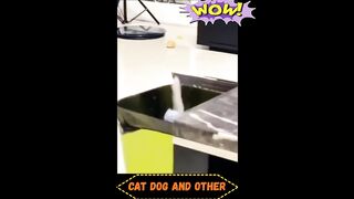 Funny animals 99