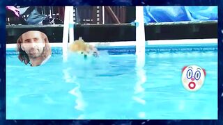 Funny animals 100