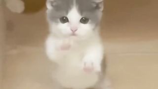 cute animals 3
