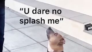 funny animals 52