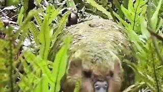 Beautiful Animal 2
