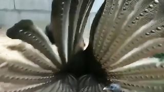 Peacock loving