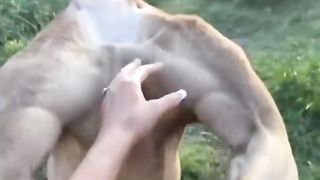 Kangaroo video Fun