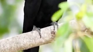 Best Bird voice