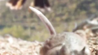 Eagle Catch The Mouse