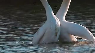 Big Bird