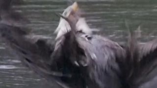 Eagle Fighting