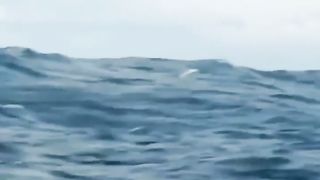 Flying Fish