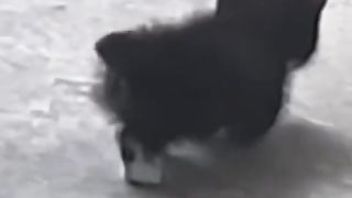 Cute Cat 13