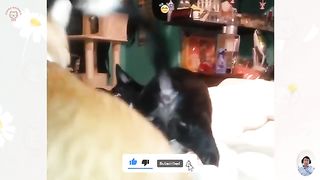 cute animals 4