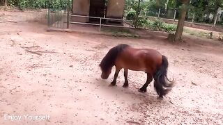 cute animals 5