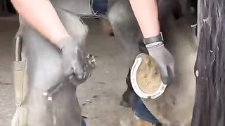 My video has 137.2 million views on TikTok ???? #asmr #farrier #satisfying #tiktok #oddlysatisfying