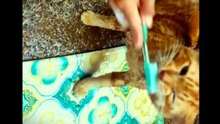 cat brushing teeth