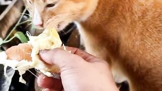 This cat apparently likes to eat durian
