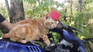 a cat who likes to ride a motorbike