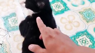 cat forced to bathe