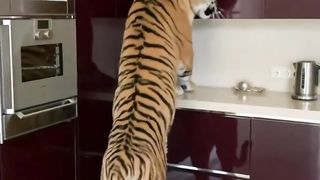 The Tiger 2