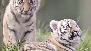 White Tiger