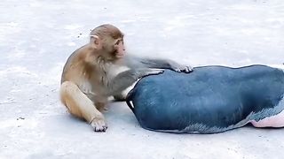 Very Funny Monkey 2