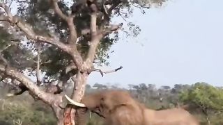 The Power of Elephant