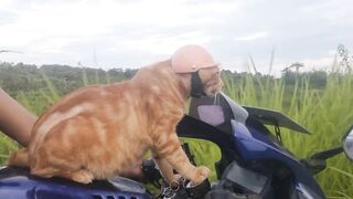 a cat who likes to walk on a motorbike